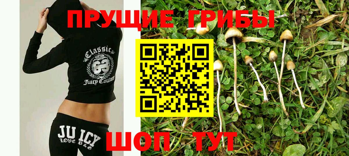 Галлюциногенные грибы Psilocybe Кудрово